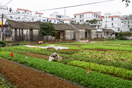 菜地 農(nóng)作物 田地