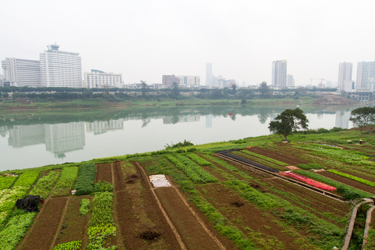 江邊菜地 菜地