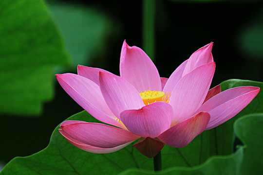 荷花