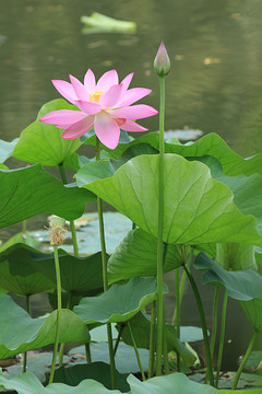 荷花