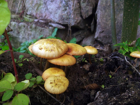 空山新雨后 雨后鮮菌