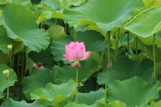 荷花 荷葉