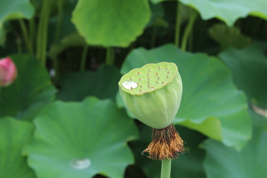 蓮蓬 荷葉