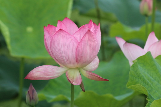 荷花 盛開(kāi)的荷花