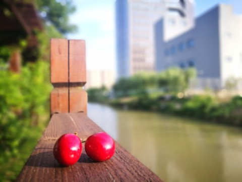 午后陽光