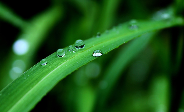 露水