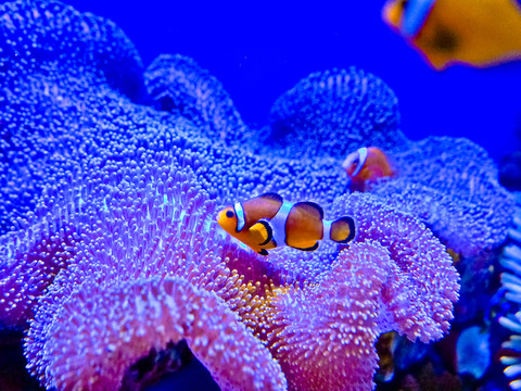 小丑魚共生海葵