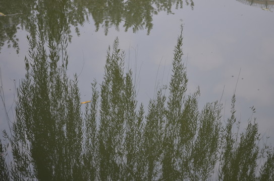 柳樹