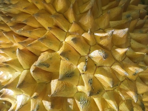 榴蓮 背景圖