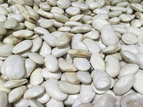 白蕓豆 蕓豆 背景素材
