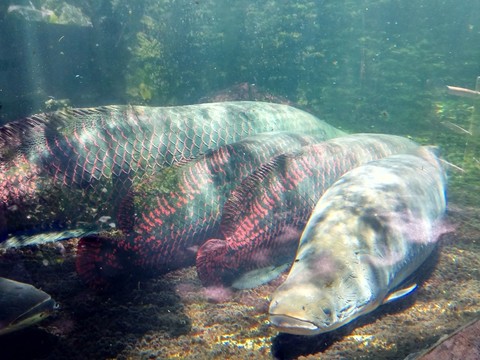 巨骨舌魚休息 海象魚
