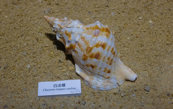 白法螺