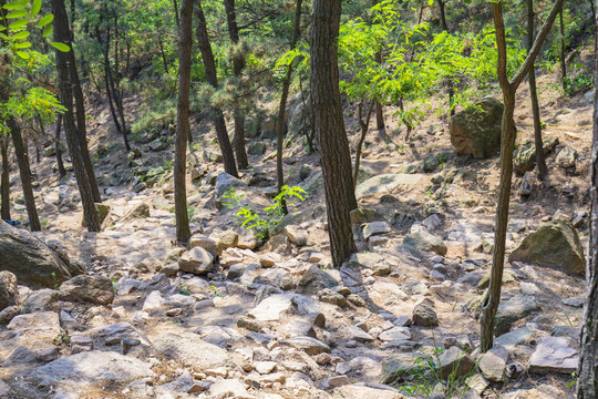 山林