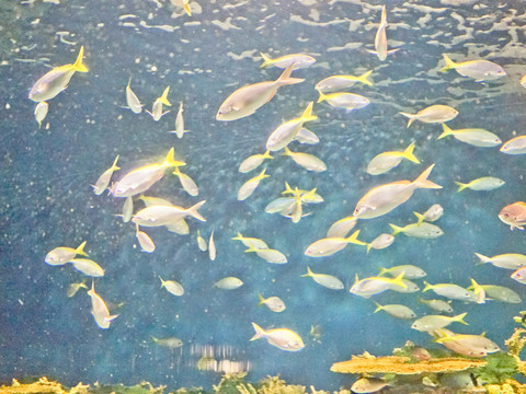 海底魚群