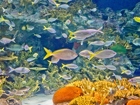 海底世界 海洋