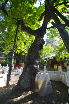 北京潭柘寺 婆羅樹