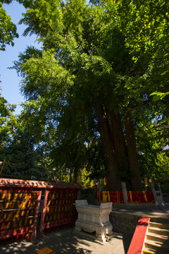 北京潭柘寺 帝王樹(shù)