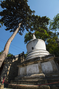 北京潭柘寺 雙龍舞塔松