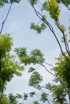藍(lán)天樹枝