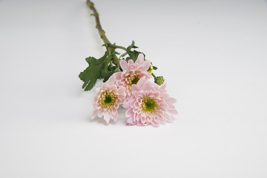 單枝雛菊高清攝影