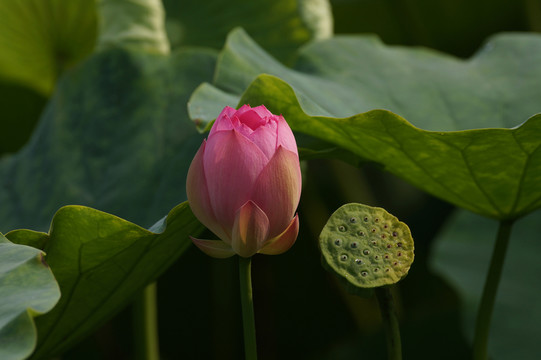 荷花