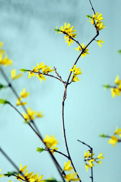 迎春花 花卉