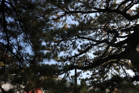 松樹姿態(tài)