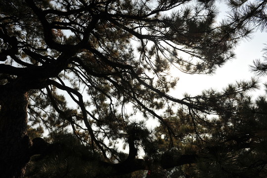 松樹姿態(tài)