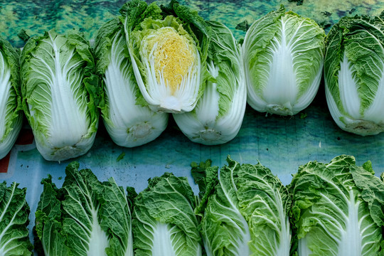大白菜