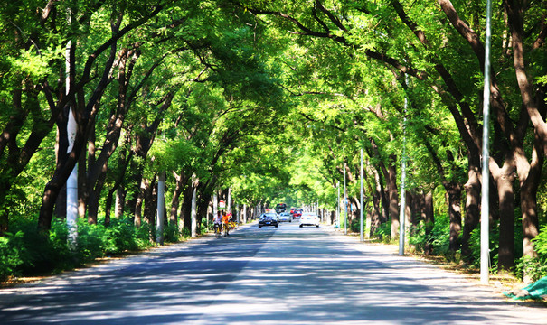林蔭公路