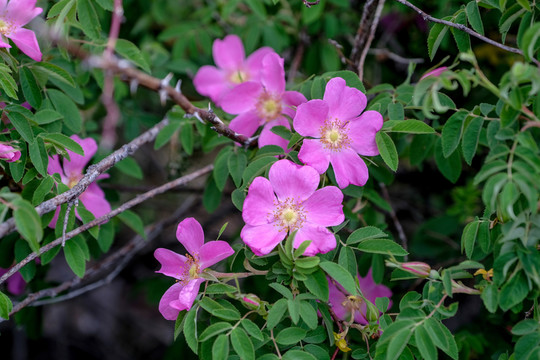 野玫瑰花