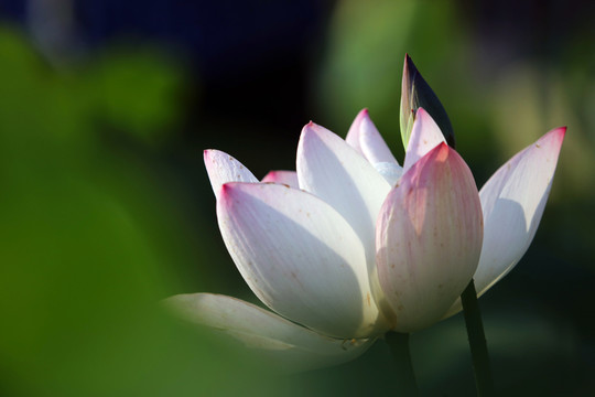 夢(mèng)幻牡丹