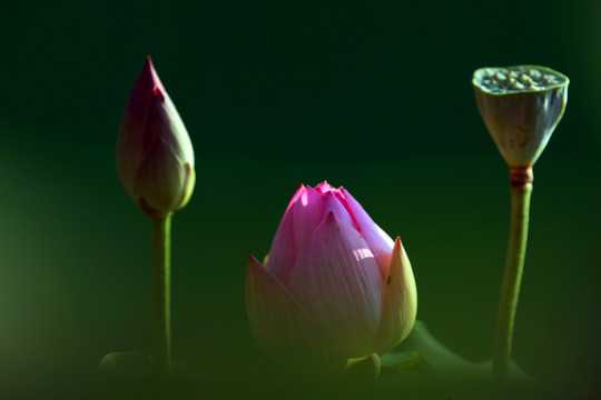 夢幻荷花