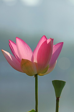 夢幻荷花