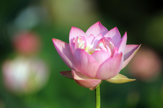 夢(mèng)幻牡丹