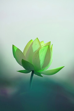 夢幻牡丹