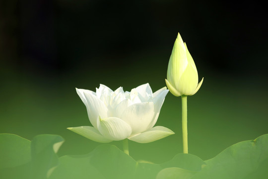 夢幻荷花