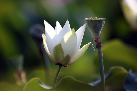 夢幻荷花