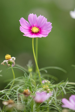 波斯菊