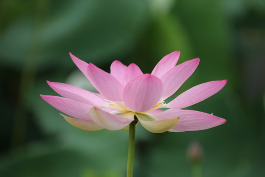 夢幻荷花