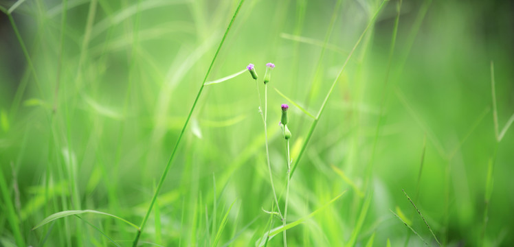 青青小草