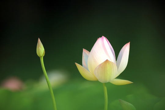 夢幻牡丹