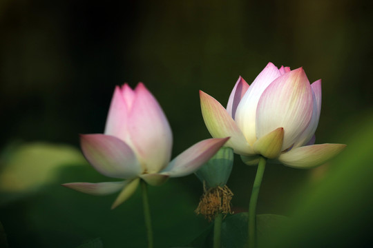 夢幻荷花