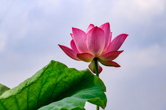 清香荷花
