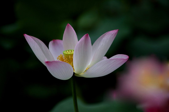 夢(mèng)幻荷花