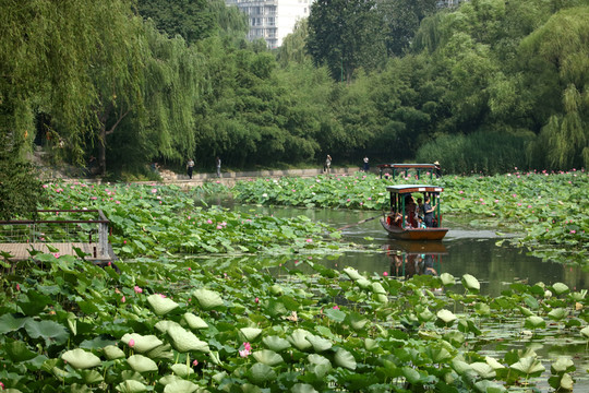 夢(mèng)幻荷花