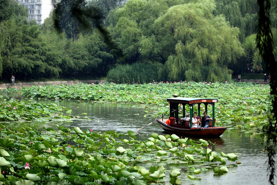 夢(mèng)幻荷花