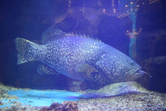 石斑魚 龍躉