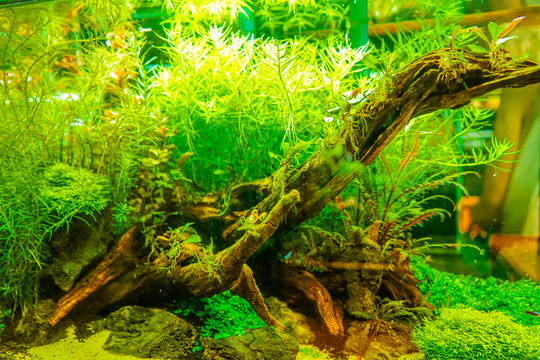 魚缸背景圖 魚缸造景 高清大圖