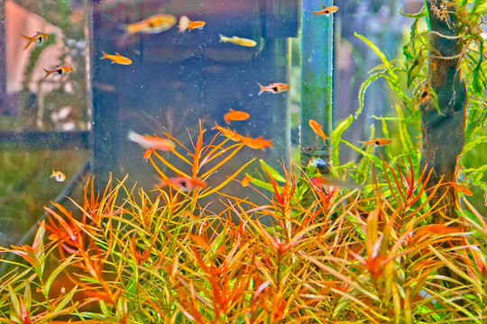 魚缸背景圖 魚缸造景 高清大圖